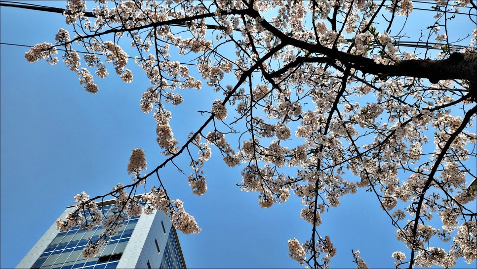 서울 한적한곳 벚꽃 활짝 핀 서울 산책로 마포새빛문화숲!