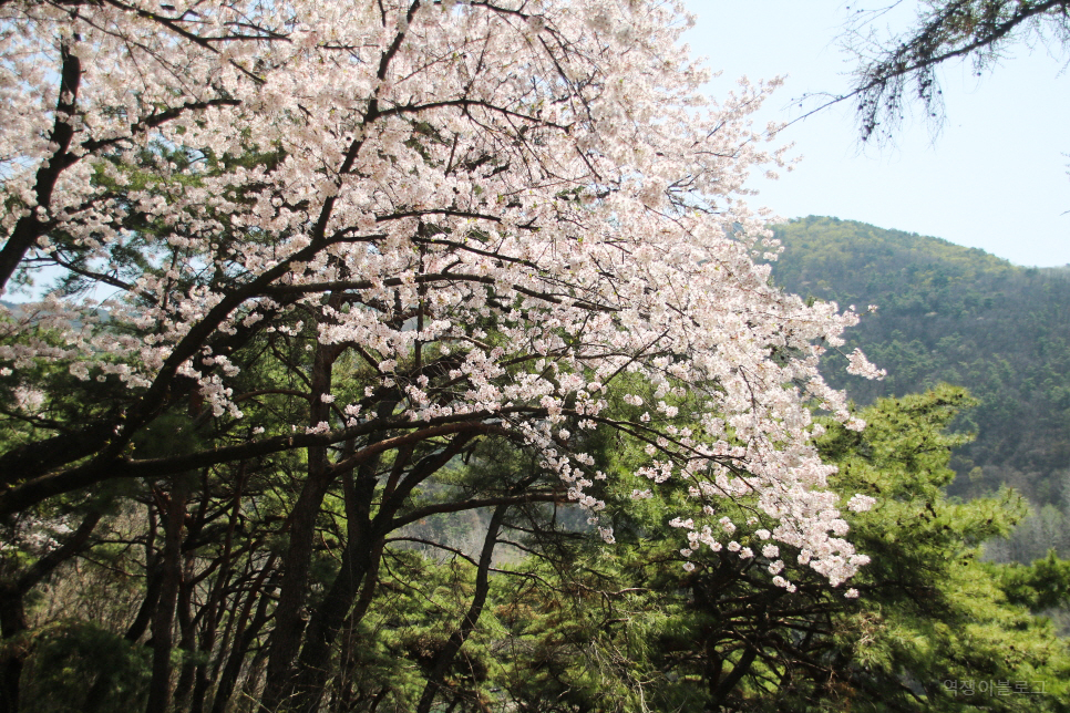 충북 단양 가볼만한곳 6곳 소금정공원 벚꽃·단양강잔도 등 여행 코스