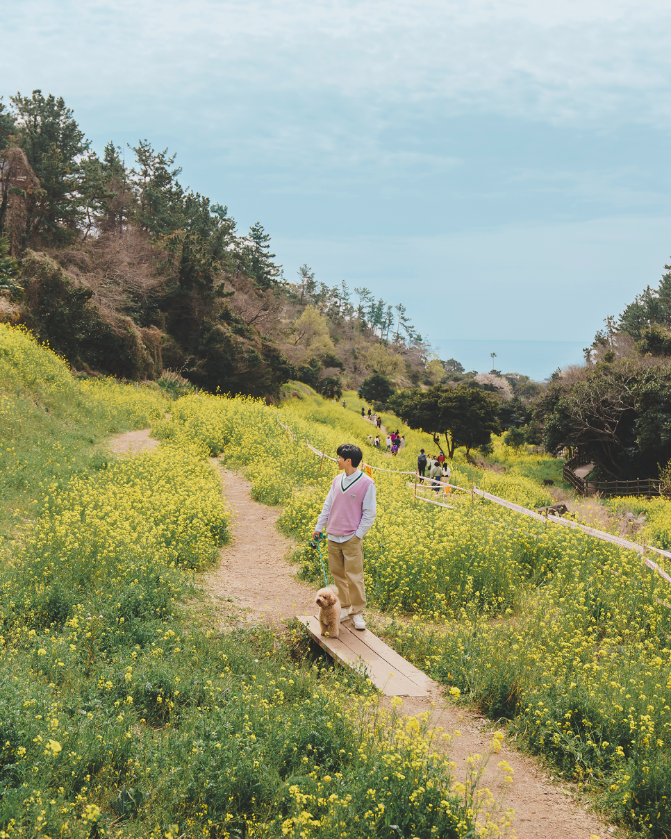 제주 유채꽃명소 함덕 서우봉, 녹산로 가시리 조랑말공원, 보롬왓, 엉덩물계곡