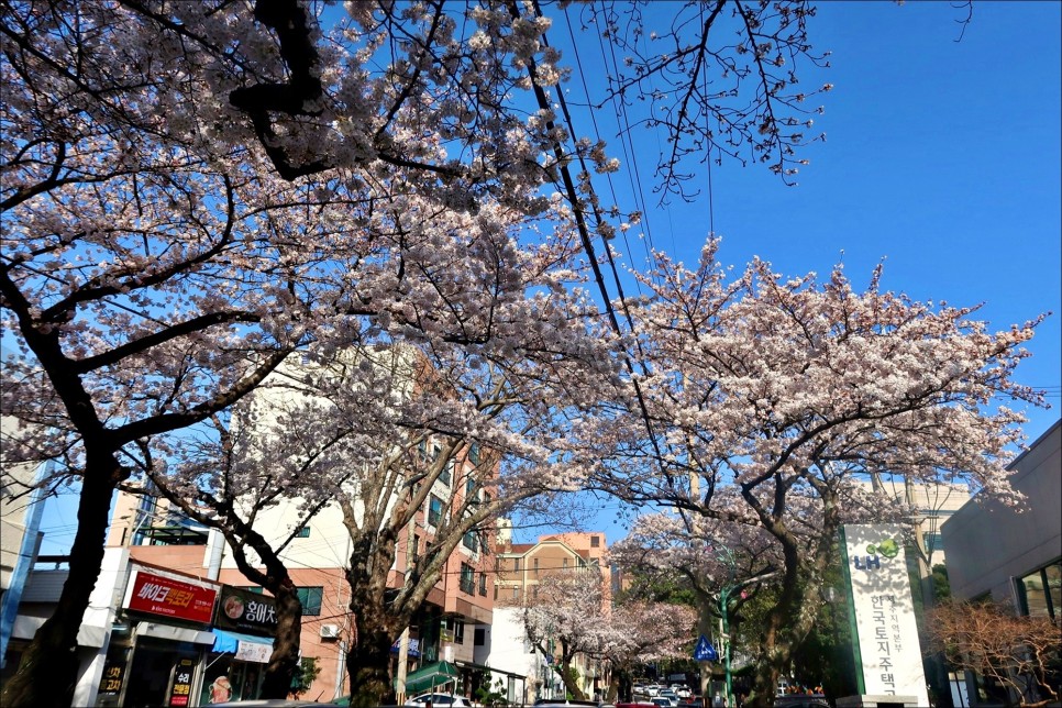 제주도 렌트카 추천 저렴하게 다녀온 힐링여행!