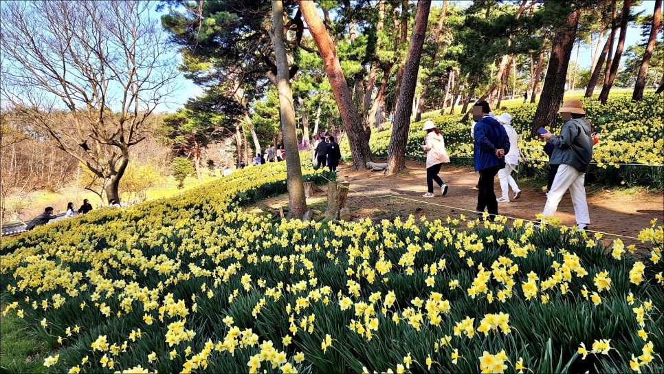 주말여행 추천 충남 가볼만한곳 서산 유기방가옥 수선화 4월 꽃구경!
