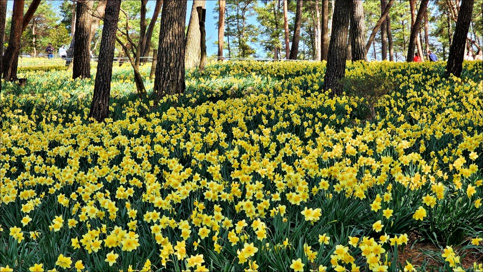 주말여행 추천 충남 가볼만한곳 서산 유기방가옥 수선화 4월 꽃구경!