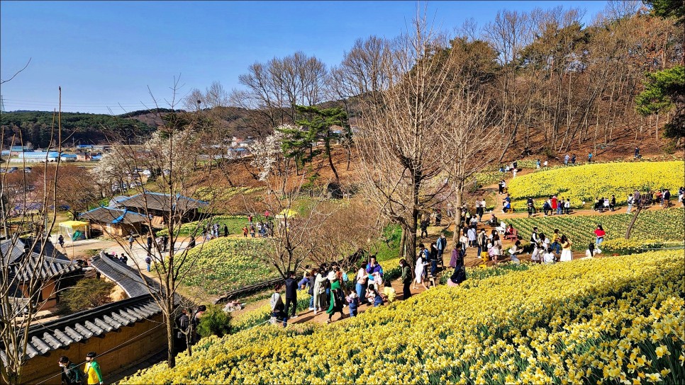 주말여행 추천 충남 가볼만한곳 서산 유기방가옥 수선화 4월 꽃구경!