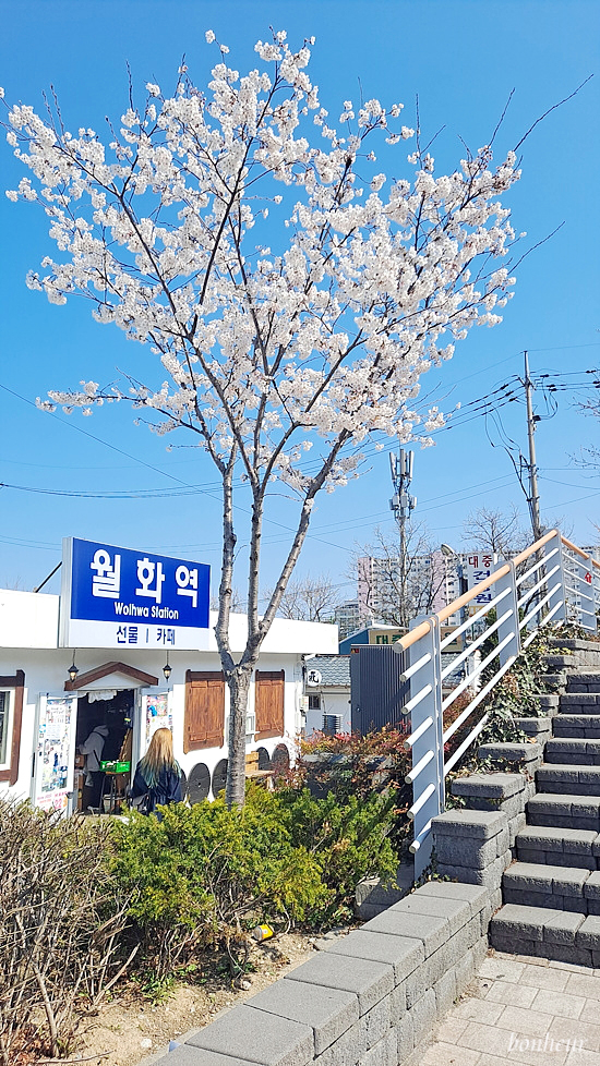 강릉 중앙시장 먹거리 모음 식도락 여행 월화거리 주차장 정보