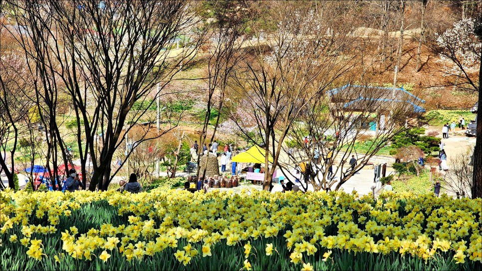 주말여행 추천 충남 가볼만한곳 서산 유기방가옥 수선화 4월 꽃구경!