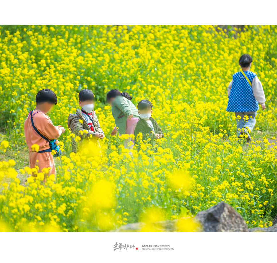 중문관광단지 볼거리 엉덩물계곡 제주 유채꽃 명소