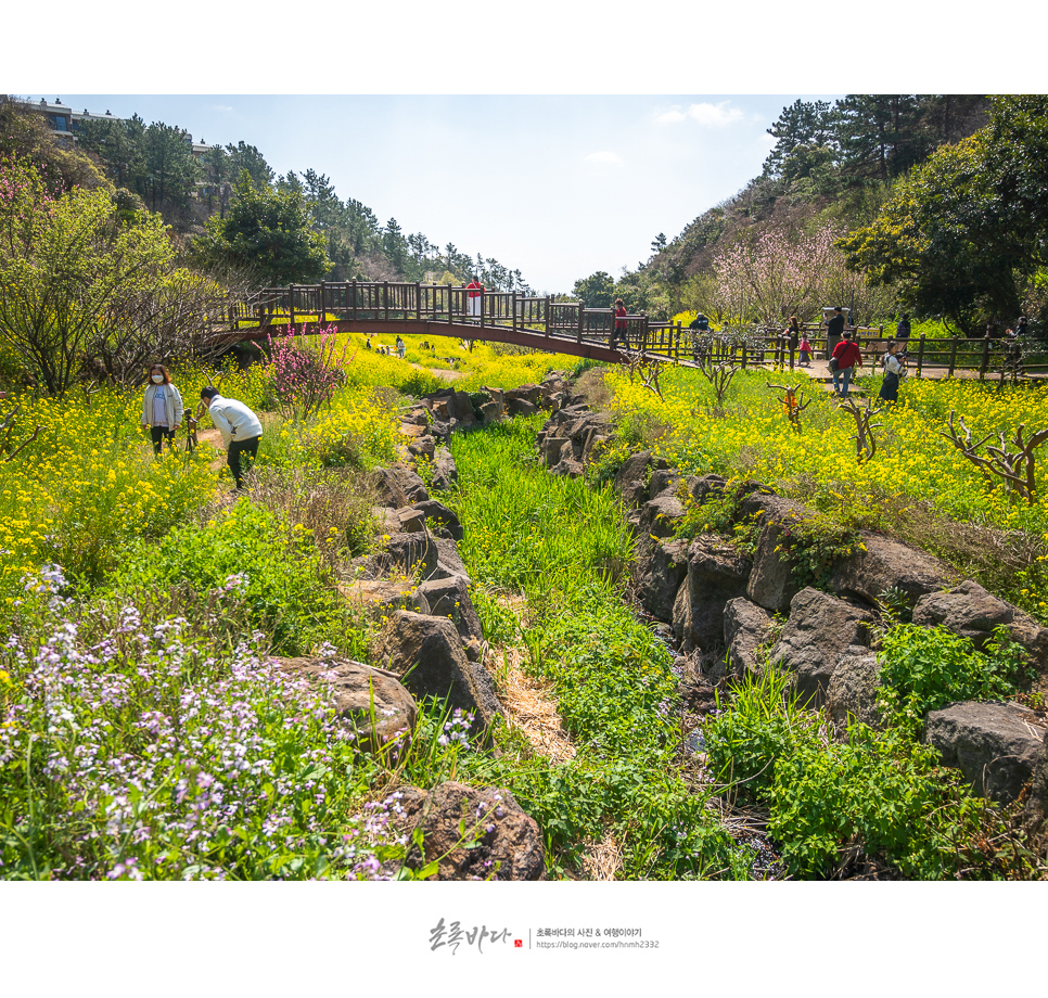 중문관광단지 볼거리 엉덩물계곡 제주 유채꽃 명소