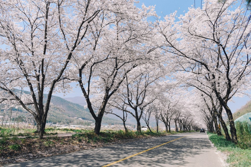 [울산 벚꽃 여행] 숨은 벚꽃길을 찾아라! 울산 벚꽃 명소 5 :: 무거천, 작천정, 선암 호수공원, 차리마을, 화동못수변공원, 울산 가볼 만한 곳