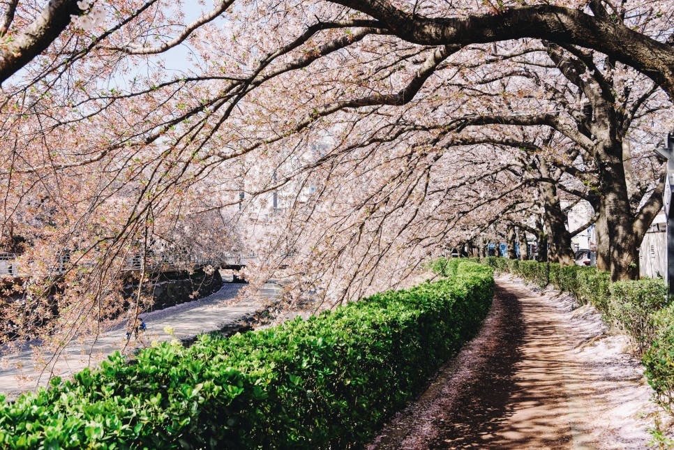 [울산 벚꽃 여행] 숨은 벚꽃길을 찾아라! 울산 벚꽃 명소 5 :: 무거천, 작천정, 선암 호수공원, 차리마을, 화동못수변공원, 울산 가볼 만한 곳