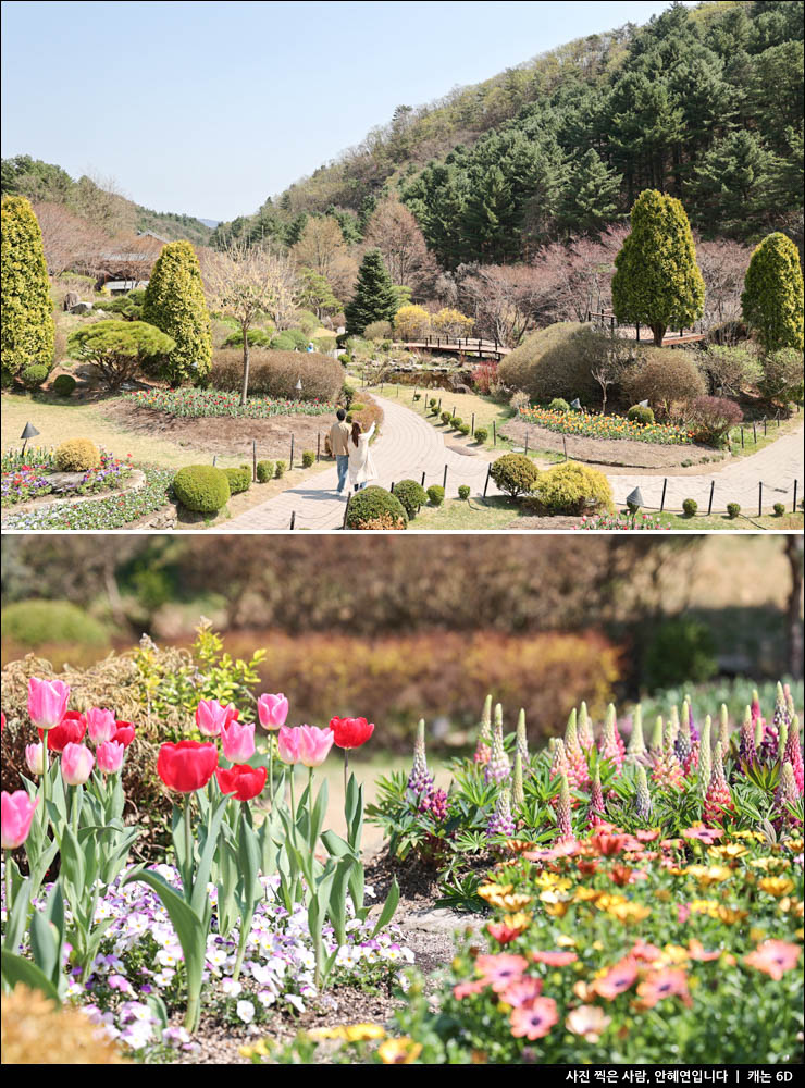 서울 근교 나들이 여행 가평 아침고요수목원 봄꽃축제 구경
