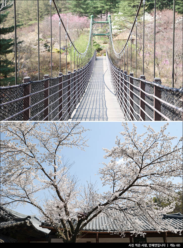 서울 근교 나들이 여행 가평 아침고요수목원 봄꽃축제 구경