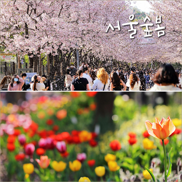 성수동 서울숲 벚꽃 놀거리, 2022 서울숲 튤립 개화 시작~서울 여행