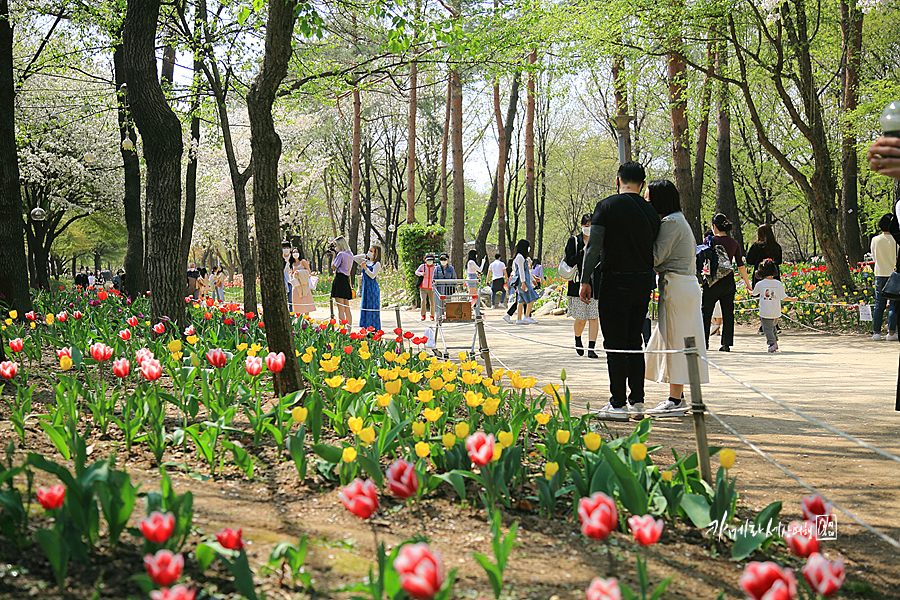 성수동 서울숲 튤립 스타트~ 벚꽃 엔딩 서울 산책로 나들이