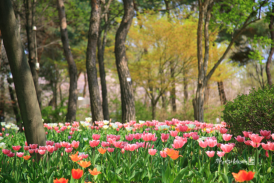 성수동 서울숲 튤립 스타트~ 벚꽃 엔딩 서울 산책로 나들이
