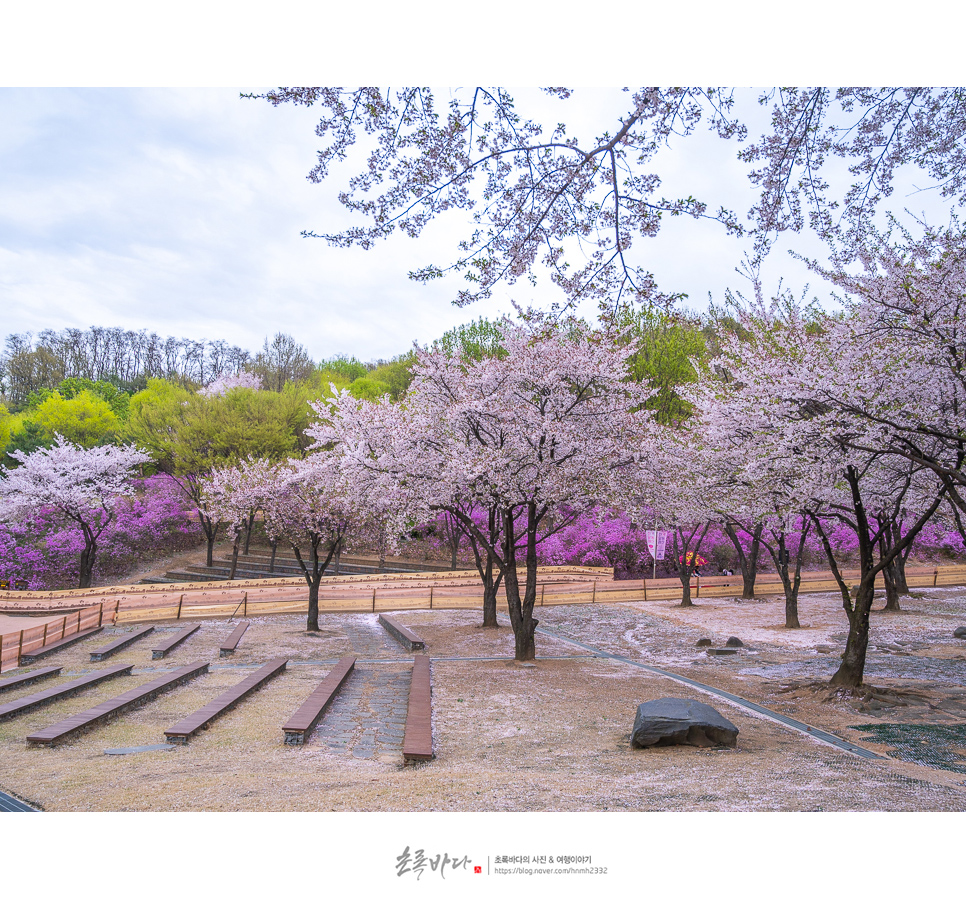 부천 가볼만한곳 원미산 진달래 4월 꽃구경