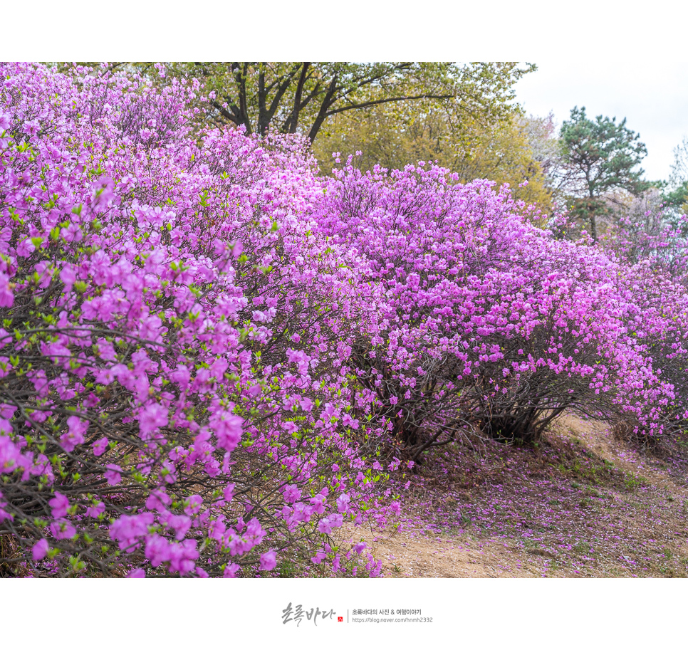 부천 가볼만한곳 원미산 진달래 4월 꽃구경