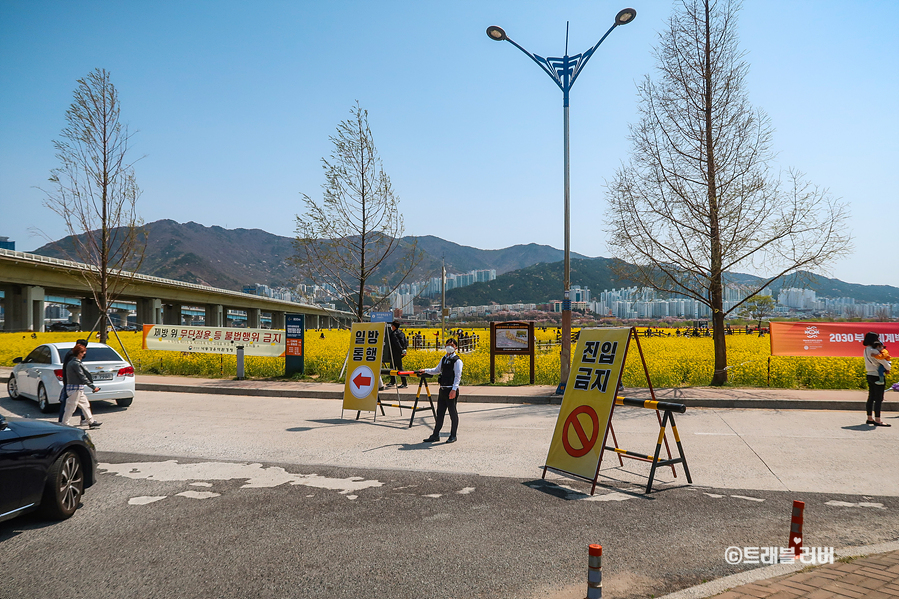 부산 대저생태공원 유채꽃밭 실시간 부산 유채꽃 명소