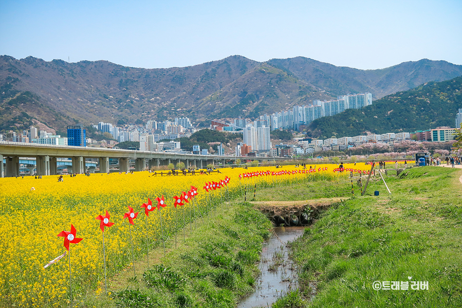 부산 대저생태공원 유채꽃밭 실시간 부산 유채꽃 명소