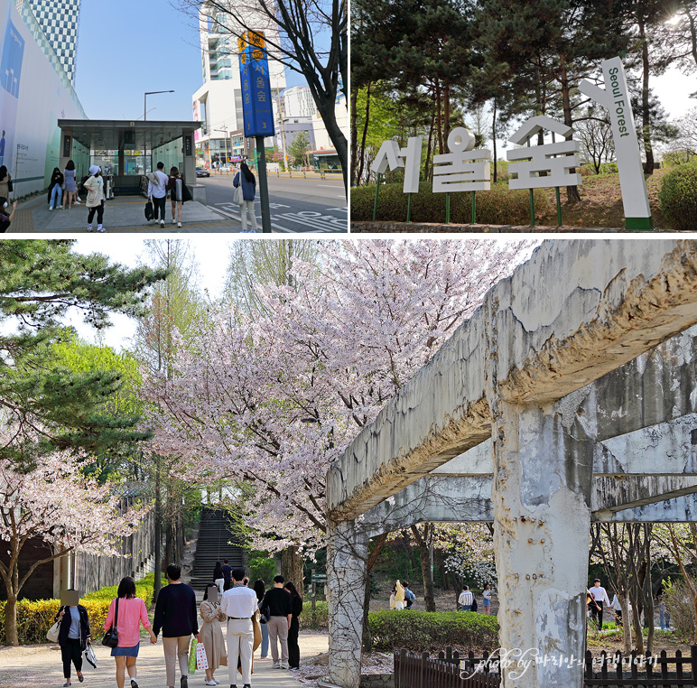 성수동 서울숲 벚꽃 놀거리, 2022 서울숲 튤립 개화 시작~서울 여행