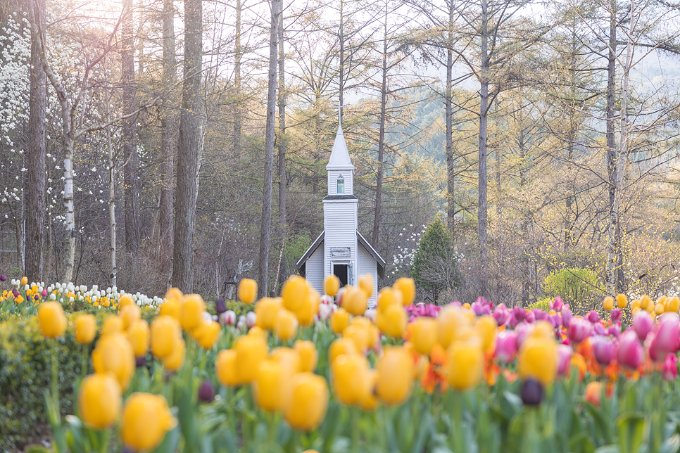 서울근교 데이트 경기도 가평 아침고요수목원 꽃구경 봄꽃축제