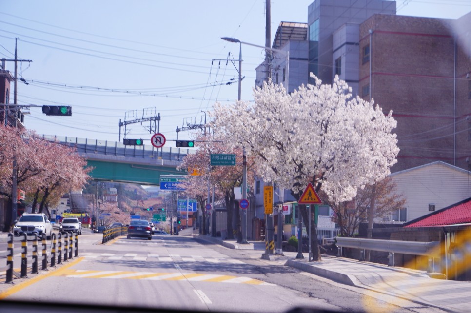 주말 강원도 가볼만한곳 춘천 남이섬 벚꽃 축제 배시간표