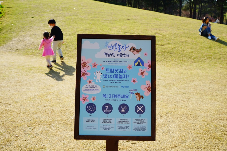 주말 강원도 가볼만한곳 춘천 남이섬 벚꽃 축제 배시간표