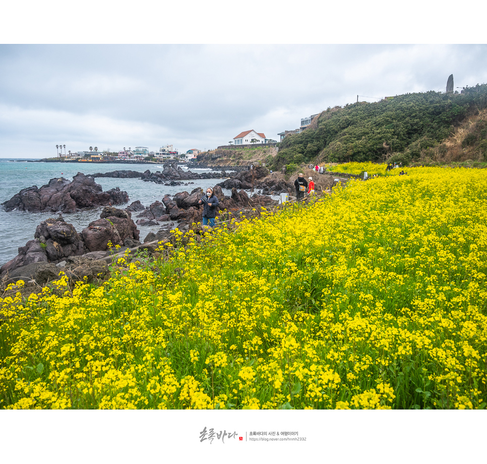 4월 제주도 여행 제주 서쪽 가볼만한곳 모음