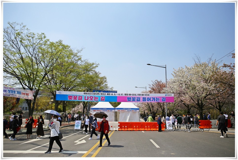 서울 놀거리/볼거리 여의도(윤중로) 벚꽃길