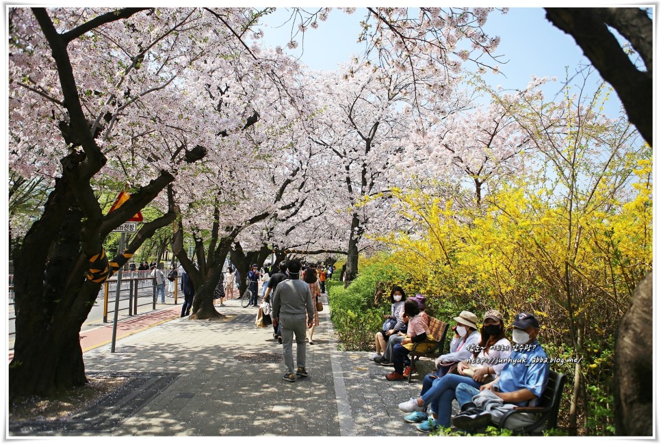서울 놀거리/볼거리 여의도(윤중로) 벚꽃길