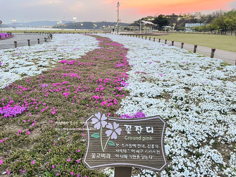 경기도 경치좋은곳 꽃구경 조팝꽃 튤립 남양주 삼패지구 한강공원