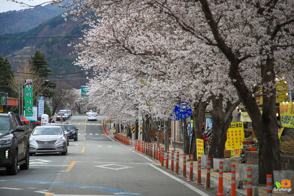 경상도 여행 하동 화개장터 벚꽃 및 먹거리