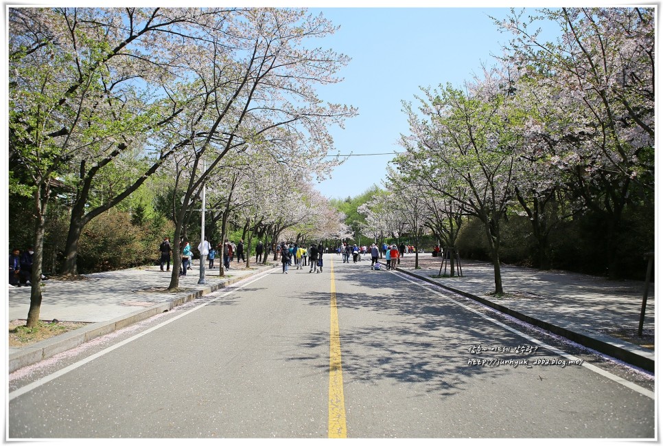 인천 벚꽃 명소 인천대공원 봄 나들이 추천