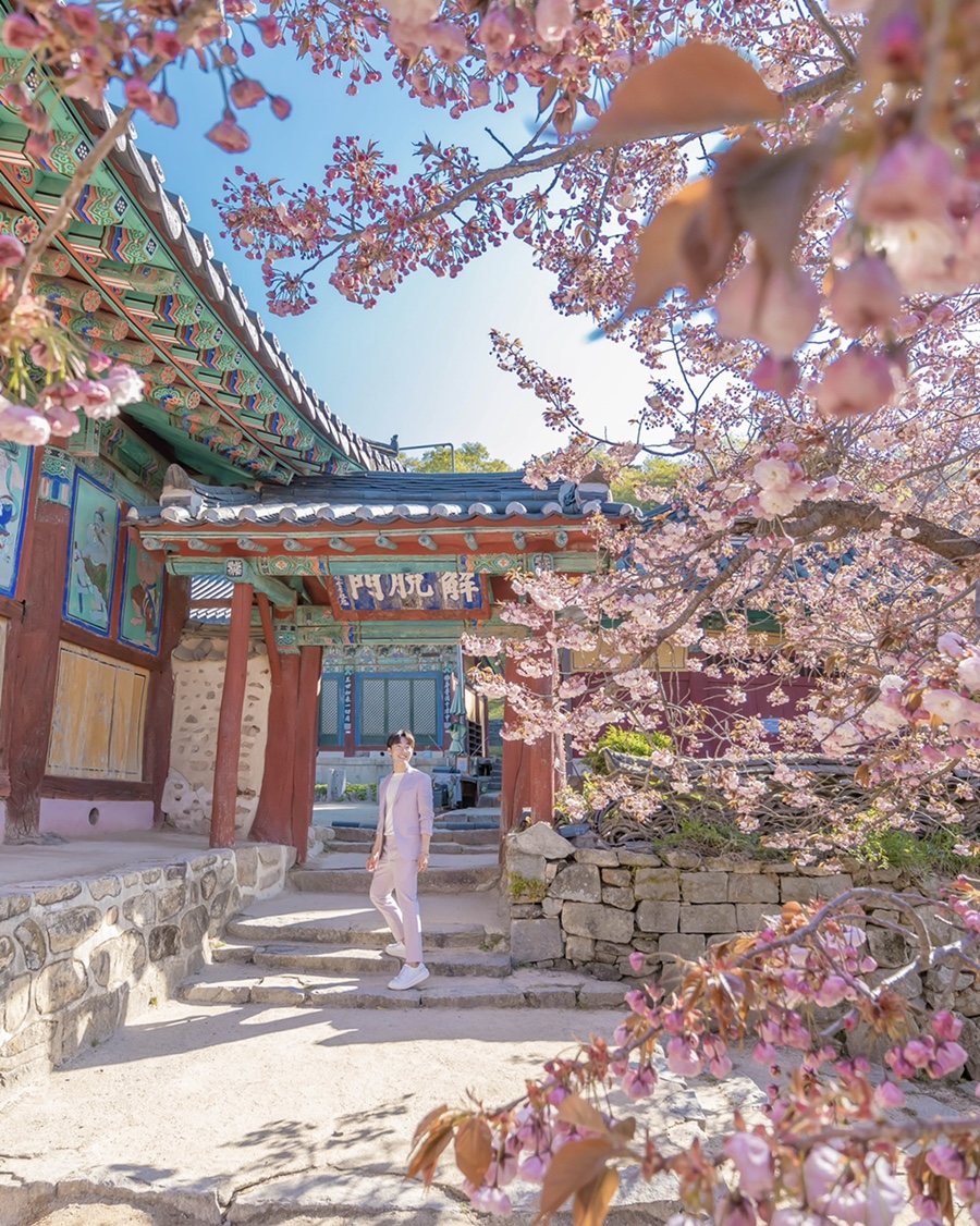 서산 개심사 실시간 겹벚꽃 상태  4월 가볼만한곳 겹벚꽃명소, 청벚꽃, 왕벚꽃