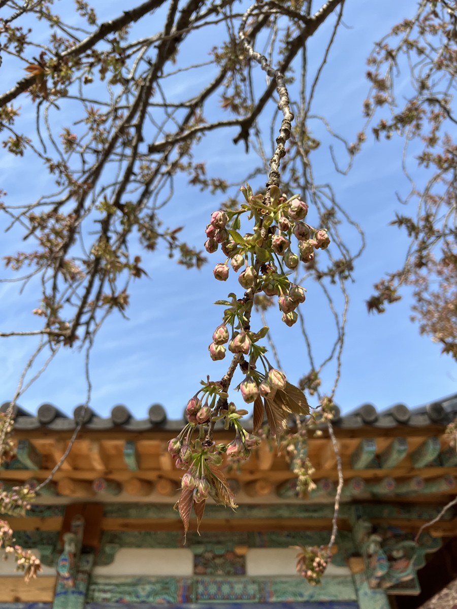 서산 개심사 실시간 겹벚꽃 상태  4월 가볼만한곳 겹벚꽃명소, 청벚꽃, 왕벚꽃