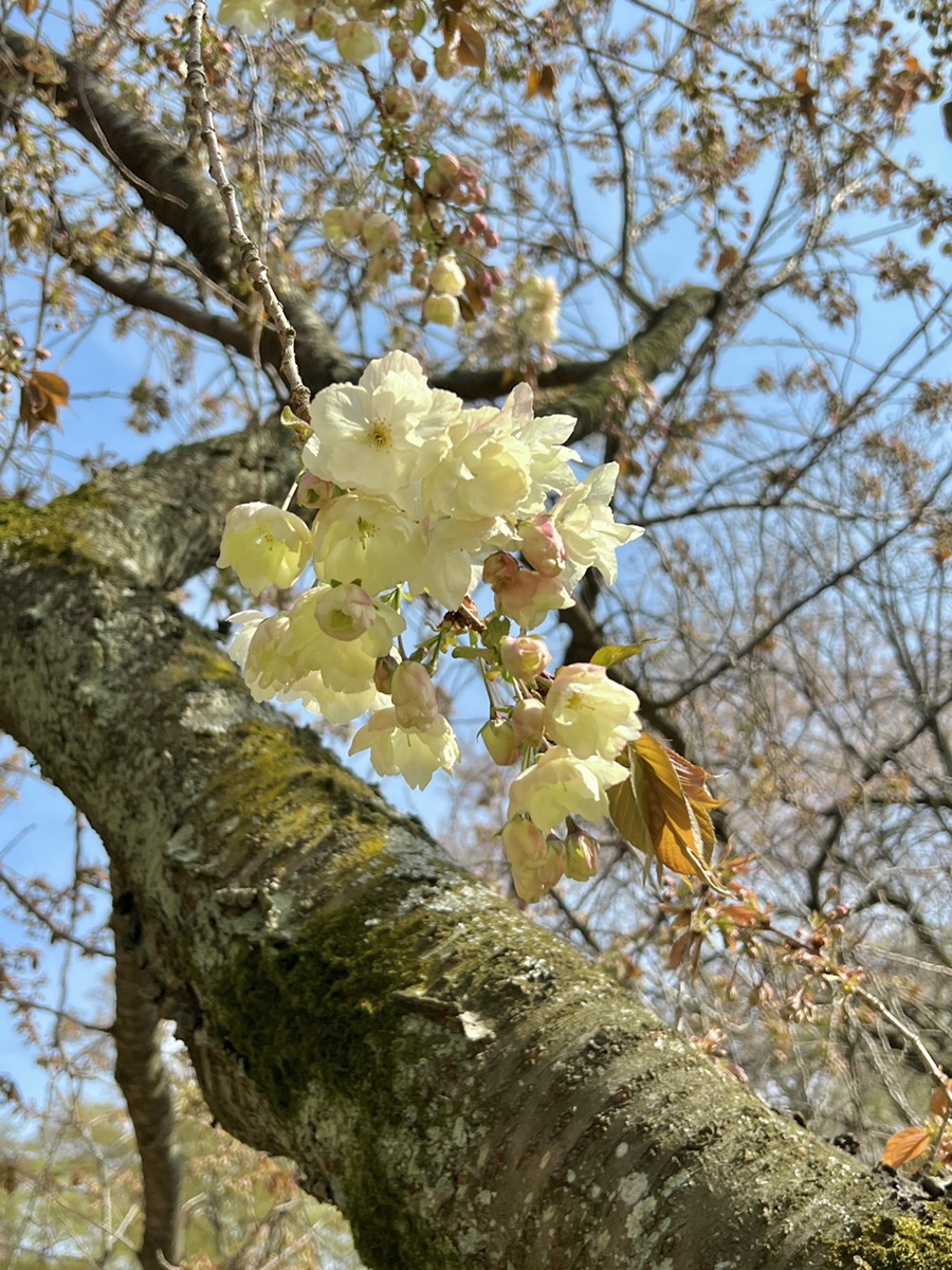 서산 개심사 실시간 겹벚꽃 상태  4월 가볼만한곳 겹벚꽃명소, 청벚꽃, 왕벚꽃