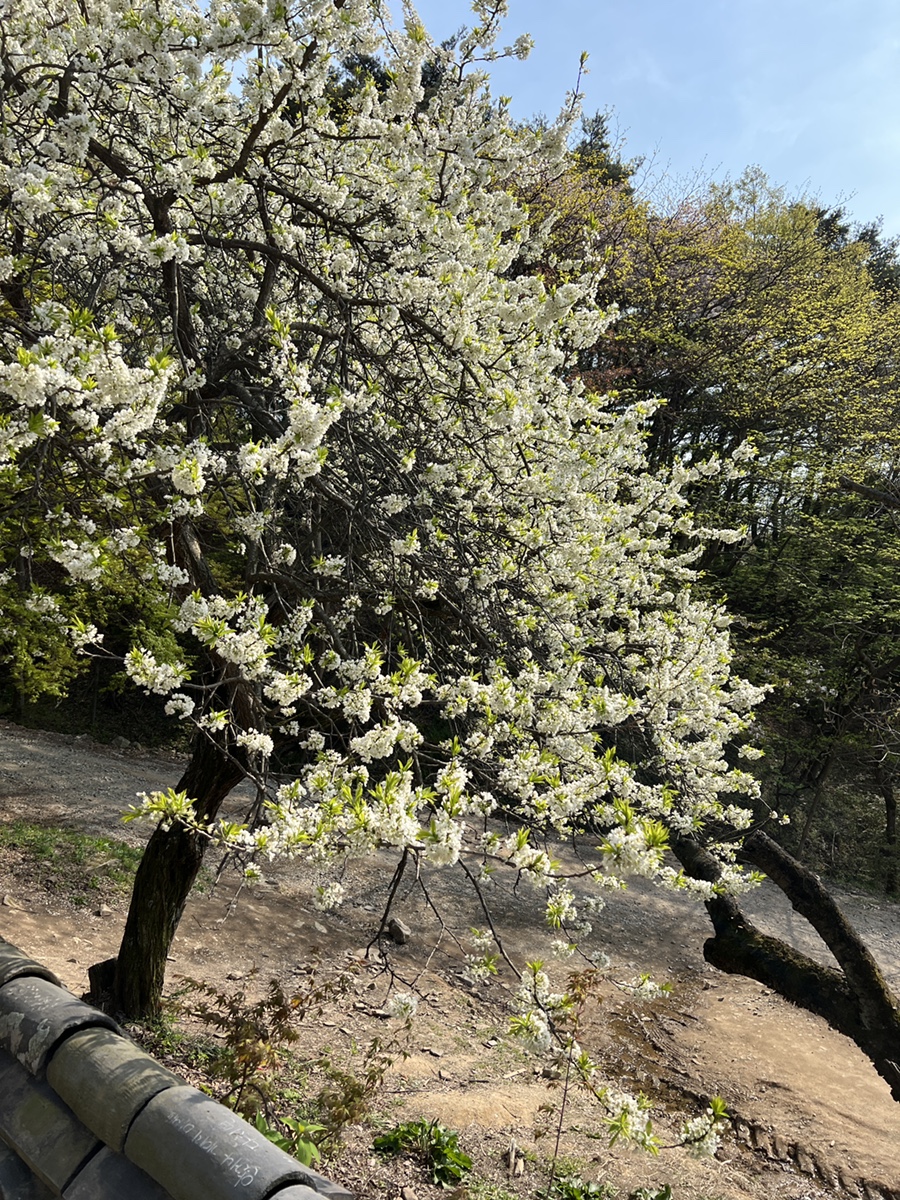 서산 개심사 실시간 겹벚꽃 상태  4월 가볼만한곳 겹벚꽃명소, 청벚꽃, 왕벚꽃