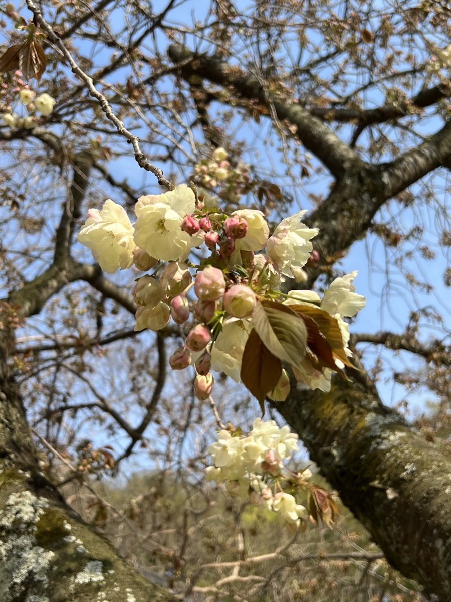 서산 개심사 실시간 겹벚꽃 상태  4월 가볼만한곳 겹벚꽃명소, 청벚꽃, 왕벚꽃