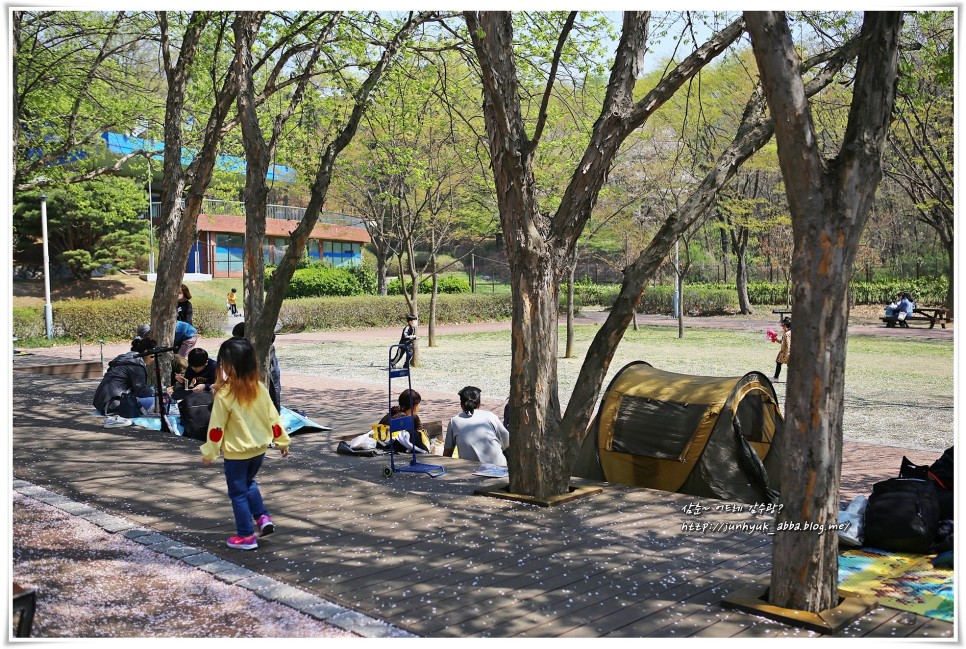 인천 벚꽃 명소 인천대공원 봄 나들이 추천