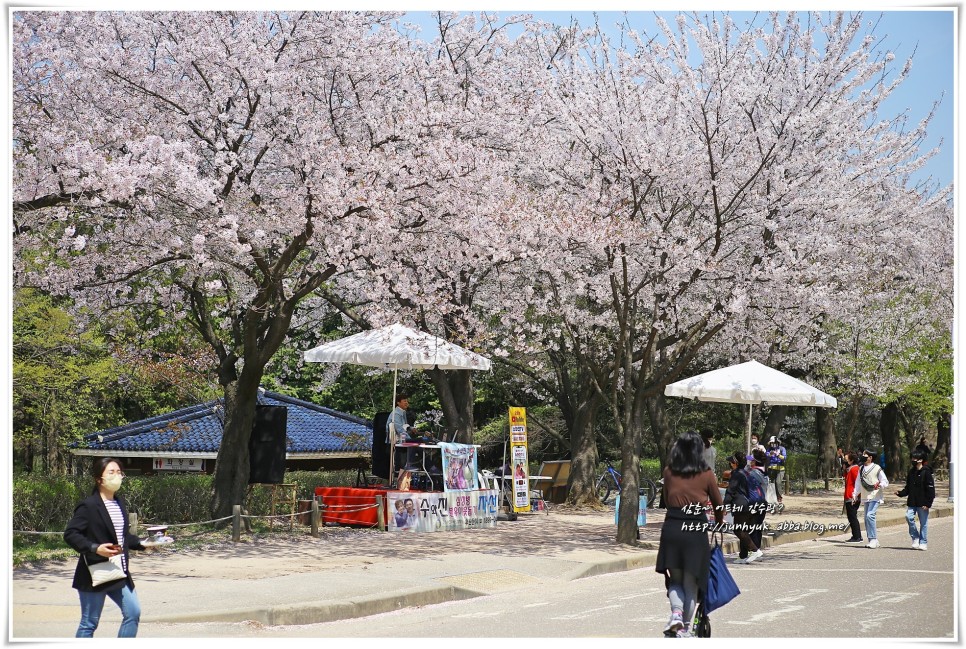 인천 벚꽃 명소 인천대공원 봄 나들이 추천