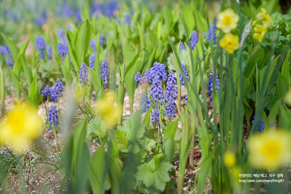 어린이대공원 왕벚꽃 겹벚꽃 명소 개화시기는 오늘입니다!