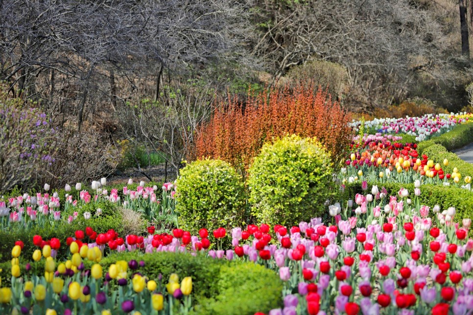 가평 아침고요수목원 튤립 봄꽃축제 4월 5월 꽃구경