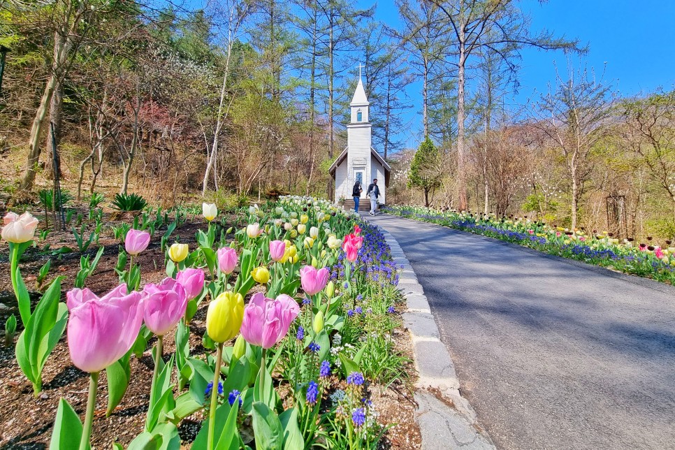 가평 아침고요수목원 튤립 봄꽃축제 4월 5월 꽃구경
