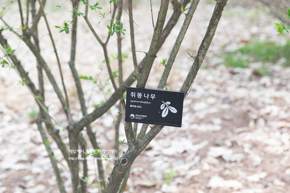 서울 숲길 산책로 조선왕릉 헌인릉 산책