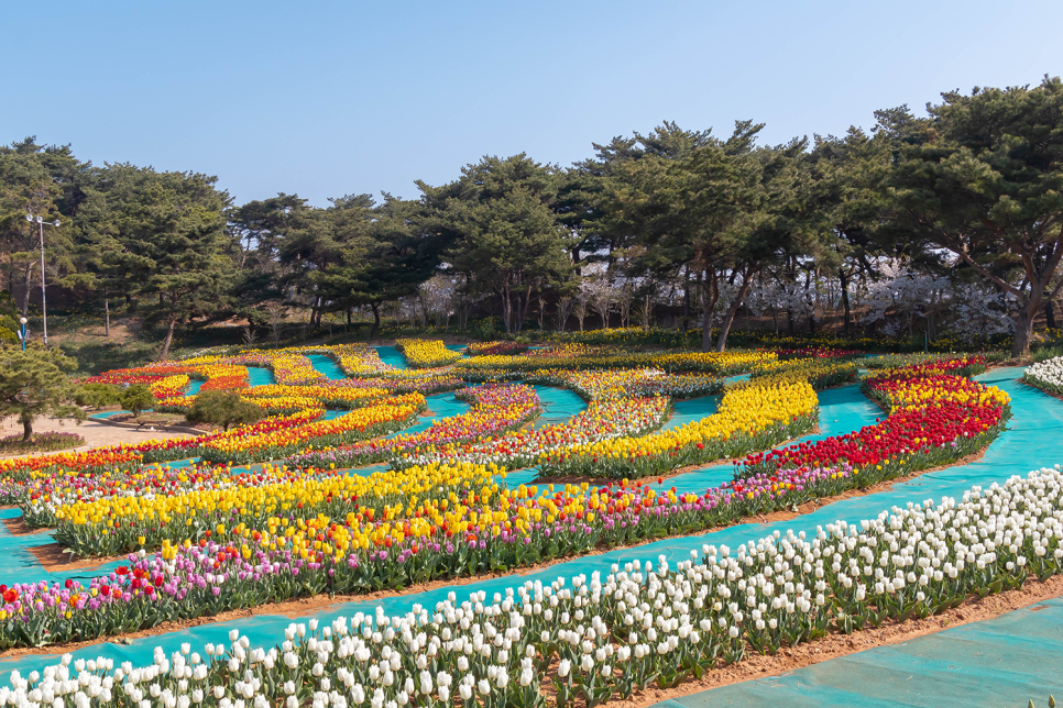 태안 튤립축제 실시간 22. 4월19일 봄꽃구경 & 안면도 가볼만한곳 꽃지해수욕장!