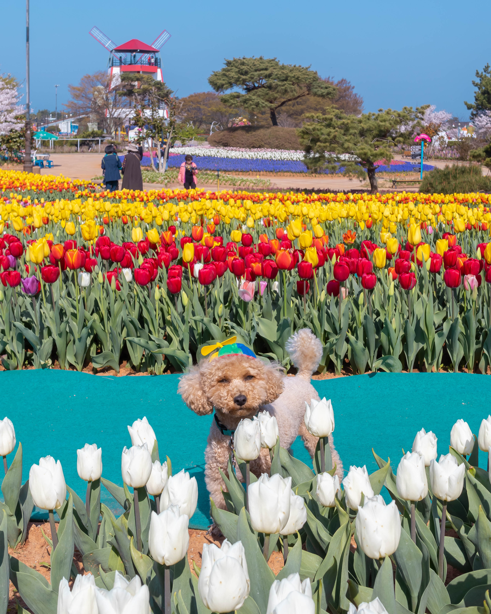 태안 튤립축제 실시간 22. 4월19일 봄꽃구경 & 안면도 가볼만한곳 꽃지해수욕장!