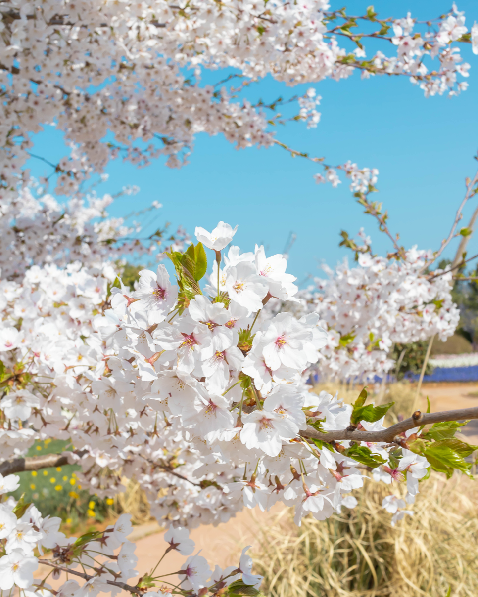 태안 튤립축제 실시간 22. 4월19일 봄꽃구경 & 안면도 가볼만한곳 꽃지해수욕장!