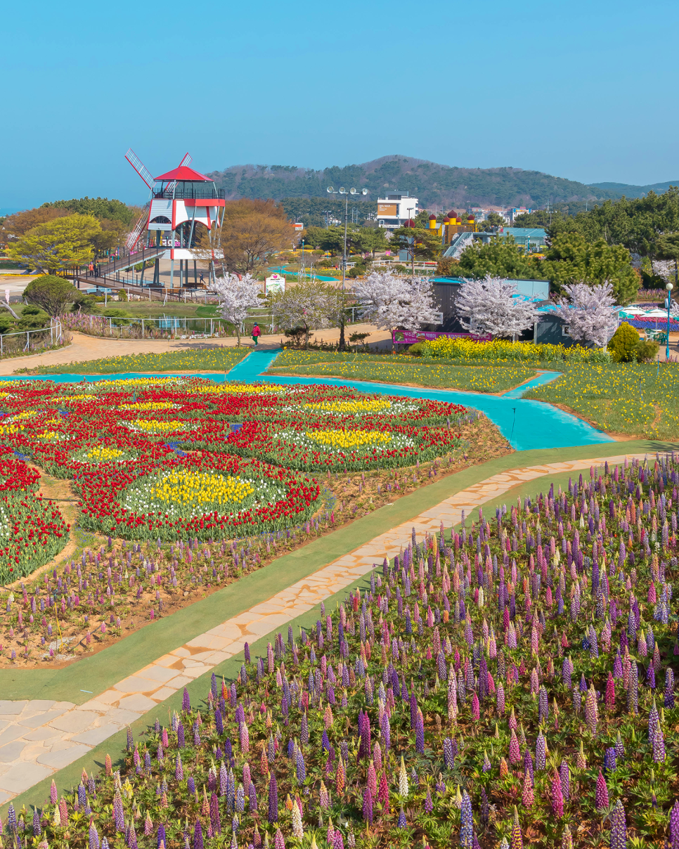 태안 튤립축제 실시간 22. 4월19일 봄꽃구경 & 안면도 가볼만한곳 꽃지해수욕장!