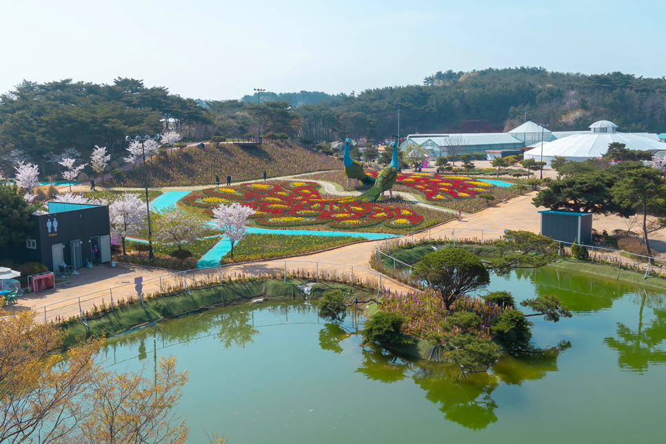 태안 튤립축제 실시간 22. 4월19일 봄꽃구경 & 안면도 가볼만한곳 꽃지해수욕장!