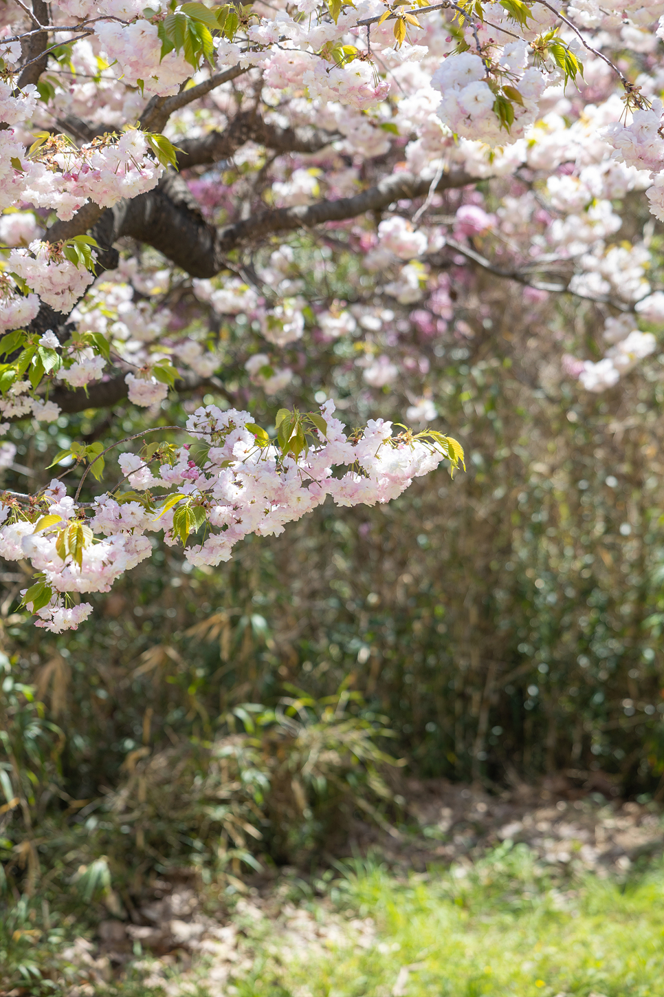 부산 민주공원 겹벚꽃 명소 부산 꽃구경 피크닉 봄나들이