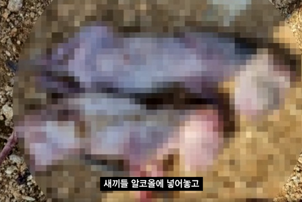 궁금한이야기y 고양이 n번방 동탄 학대범 재방송!